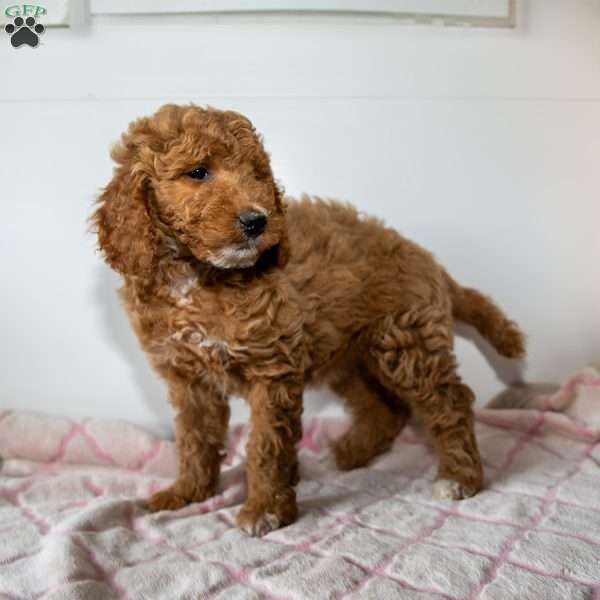 Queenie, Mini Goldendoodle Puppy